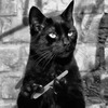 Кот делает маникюр - картинка gif