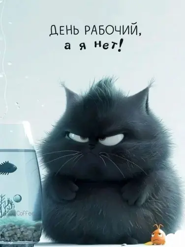 Сердитый пушистый кот - картинка gif