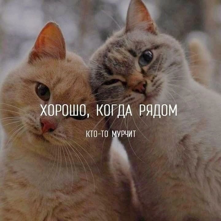 Уютное мурчание рядом - гифки и картинки
