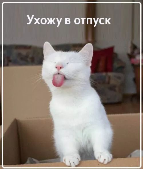 Белый кот дразнится - гифки и картинки