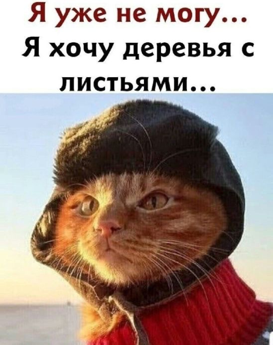 Уставший от зимы кот - гифки и картинки