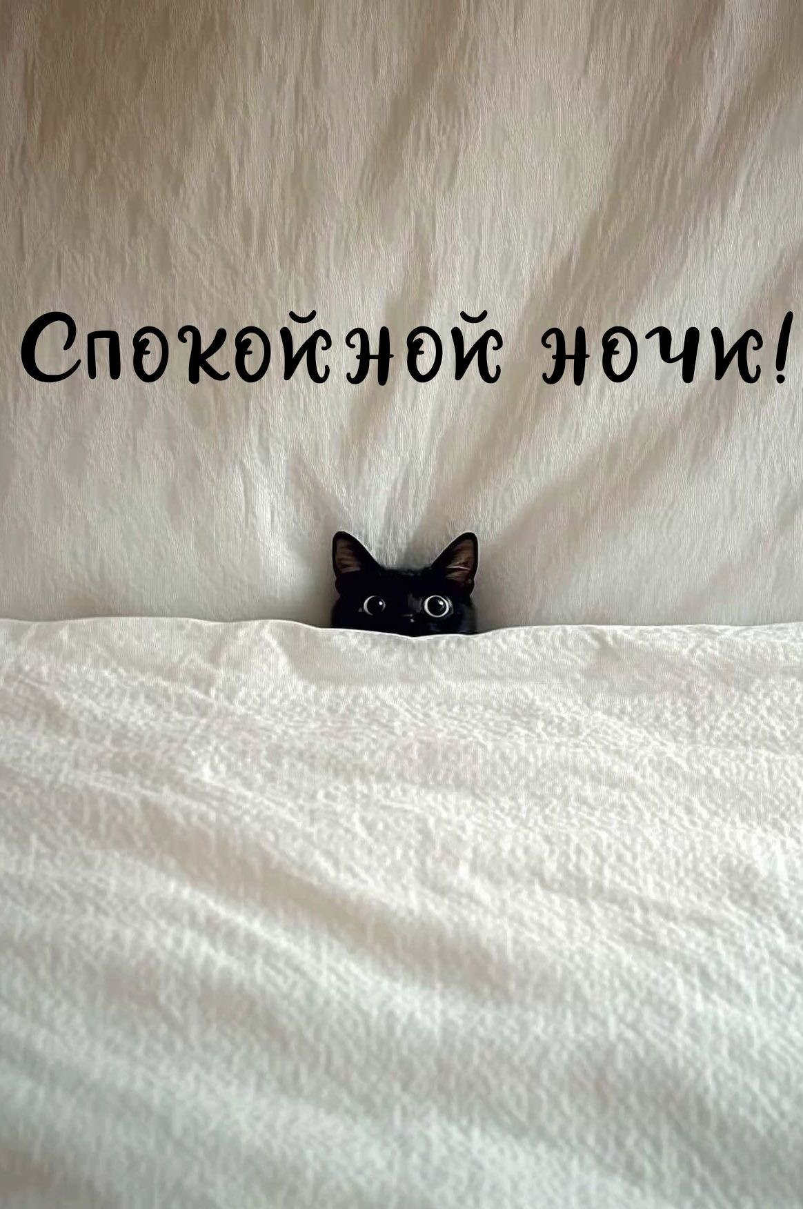 Чёрный кот перед сном - гифки и картинки