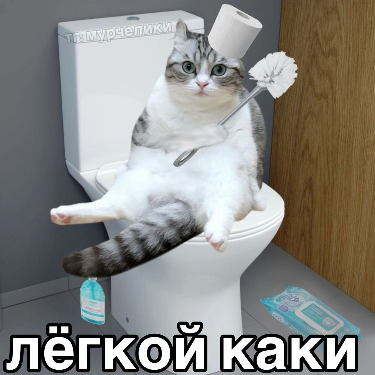 Кот на унитазе - гифки и картинки