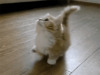 Котенок учится прыгать - картинка gif