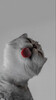 Кот пробует стекло на вкус - картинка gif