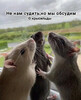 Крысы подглядывают в окно - картинка gif