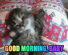 Проснувшийся милый котенок - картинка gif
