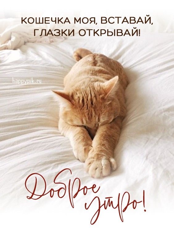 Спящий рыжий котенок - гифки и картинки