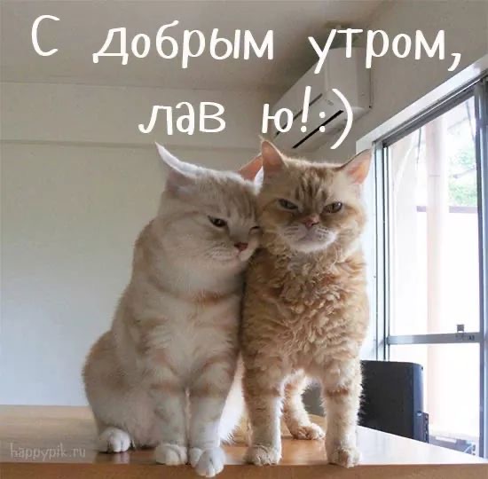 Две кошки утром вместе - гифки и картинки