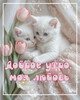 Нежные белые котята - картинка gif