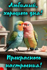 Милая пара неразлучников - картинка gif