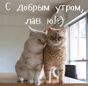 Две кошки утром вместе - картинка gif