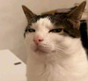 Скептически настроенный кот - картинка gif