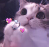 Кошачье признание в любви - картинка gif