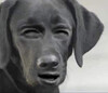 Озадаченный черный лабрадор - картинка gif