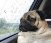 Меланхоличный взгляд в окно - картинка gif