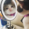 Отражение собственной печали - картинка gif