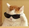 Кот в солнечных очках - картинка gif