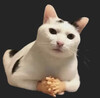 Кот с человеческими руками думает - картинка gif