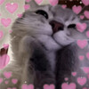 Нежный кошачий взгляд - картинка gif