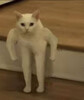 Кот с человеческими руками - картинка gif
