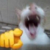 Кот указывает на тебя - картинка gif