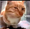 Кот в прозрачной миске - картинка gif