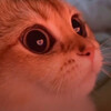 Влюбленный взгляд кота - картинка gif