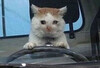 Грустный кот за рулем - картинка gif