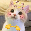 Милый стеснительный котик - картинка gif