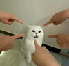 Кот под прицелом пальцев - картинка gif