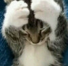 Кот держится за голову - картинка gif