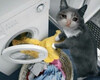 Грустный кот стирает вещи - картинка gif