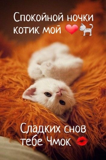 Сладких снов, любимый котик - гифки и картинки