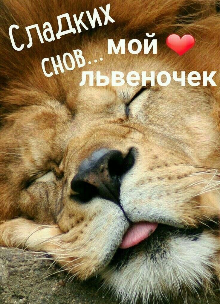 Спящий лев желает спокойной ночи - гифки и картинки