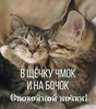 Сладких снов котята - картинка gif