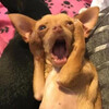 Собака в шоке - картинка gif