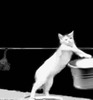 Кот пытается достать игрушку - картинка gif