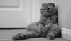 Усталый шотландский вислоухий кот - картинка gif