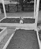Ребенок в грядке - картинка gif
