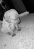 Щенок засыпает сидя - картинка gif