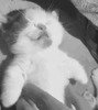 Крепко спящий пушистый котенок - картинка gif