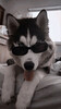 Хаски в темных очках - картинка gif