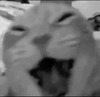 Кот в момент зевания - картинка gif