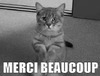 Кот выражает благодарность жестами - картинка gif