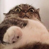 Взгляд снизу на кота - картинка gif