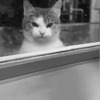Кот наблюдает через окно - картинка gif