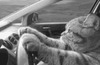 Кот за рулем автомобиля 2026 - картинка gif