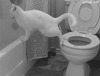 Кот балансирует между унитазом - картинка gif