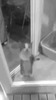 Кот встал на задние - картинка gif